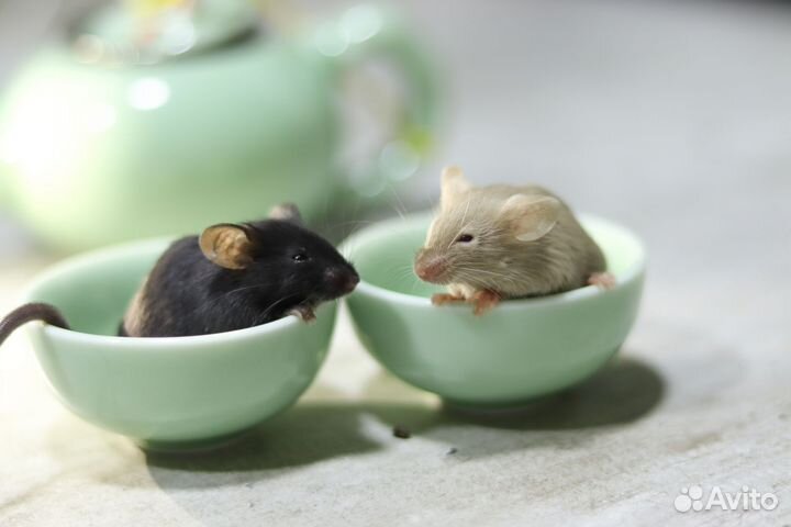 Декоративные сатиновые мыши