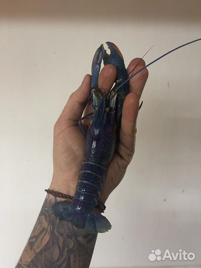 Австралийский красноклешневый рак (аккр)