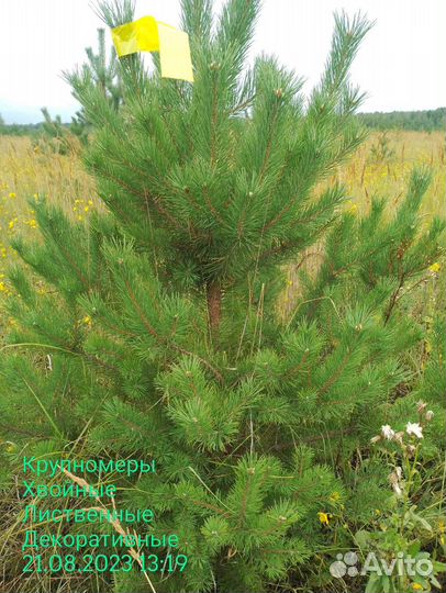 Сосна Обыкновенная высота 1.5 метра