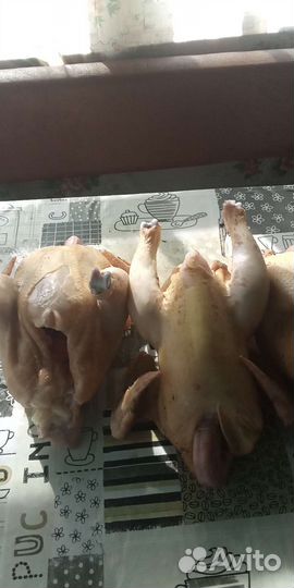 Масо бройлера