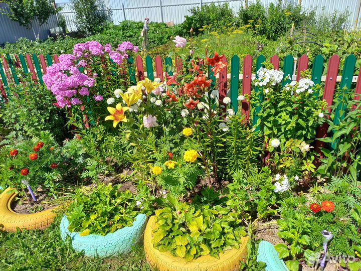 Цветы для сада