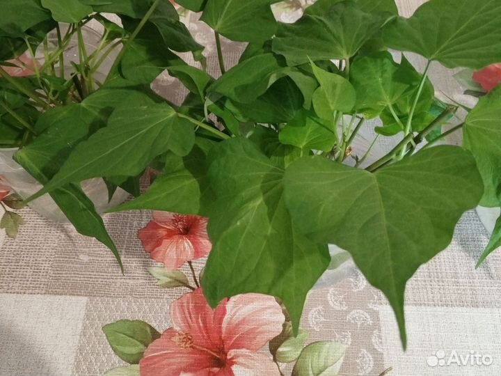 Батат рассада розовый Винницкий