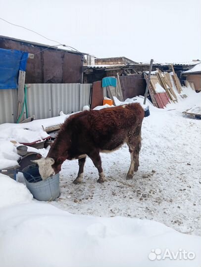 Телки стельные