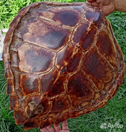 Панцирь морской черепахи