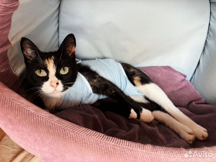 Зеленоглазая трёхцветочка кошечка в добрые руки