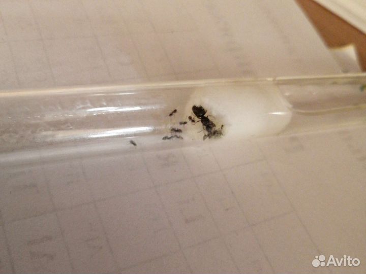 Муравьи Lasius niger