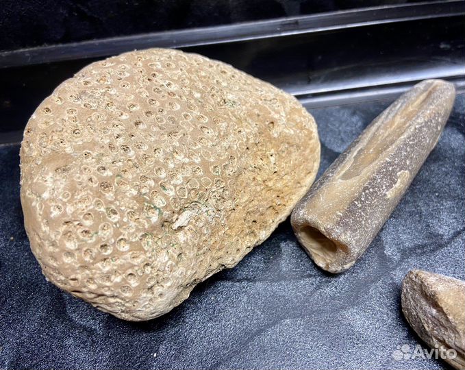 Древние окаменелости животных и кораллов