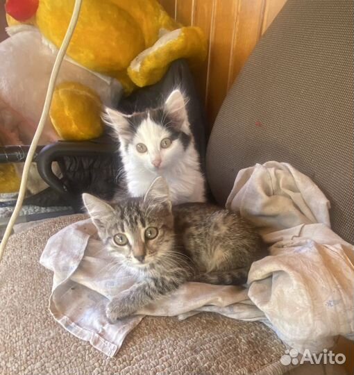 Котята в добрые руки