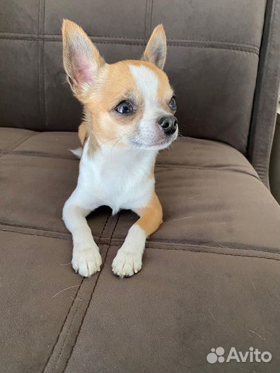 Кобель. Вязка чихуахуа