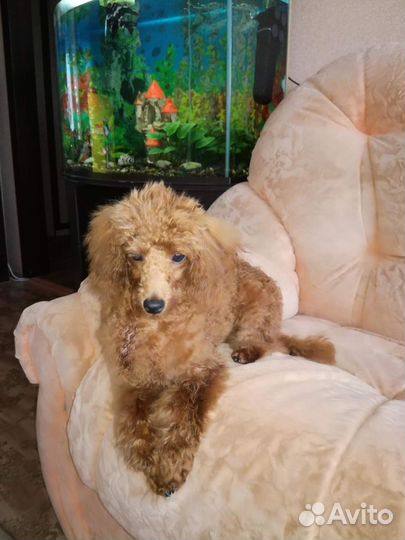 Пудель- вязка