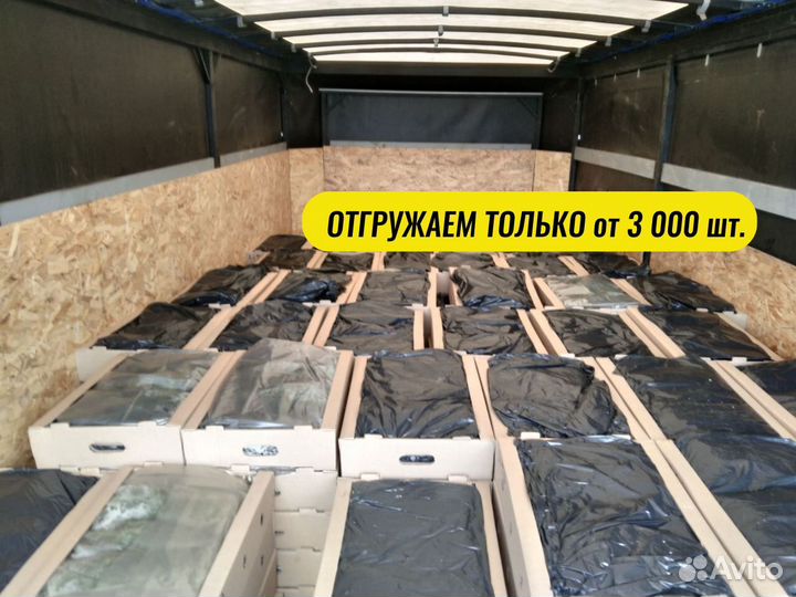 Сеянцы сосны окс