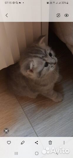 Котята из рекламы