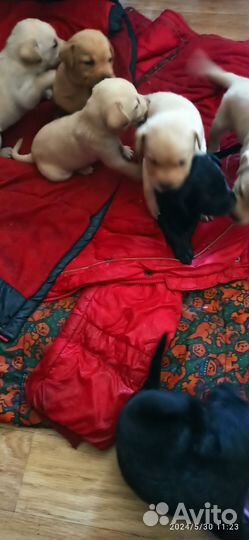 Продам щенков Лабрадора