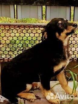 Щенок девочка в добрые ручки