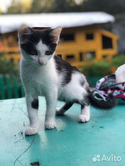 Котёнок кот Пирожок (Рон) в добрые руки