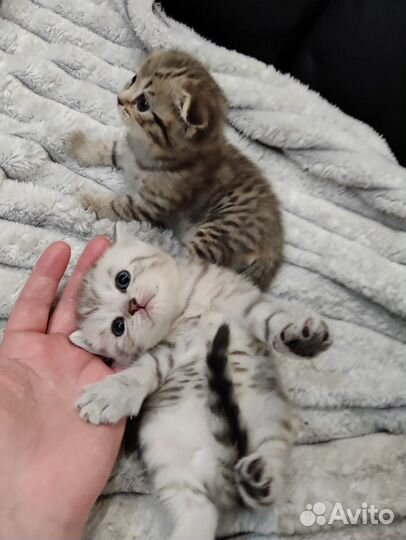 Шотландские вислоухие котята