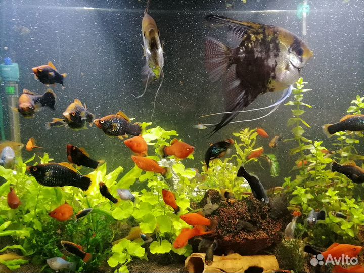 Продаю аквариум