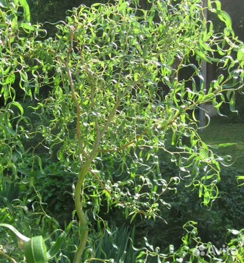 Ива извилистая