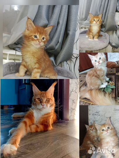 Котята мейн-кун