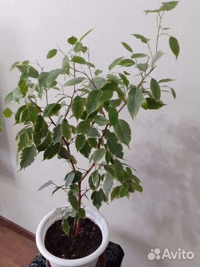 Бенджамина