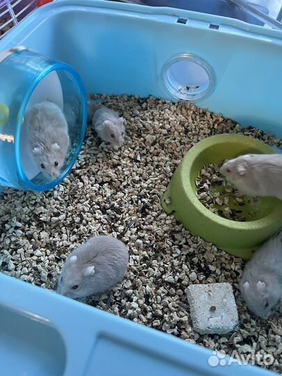 Джунгарские хомячки