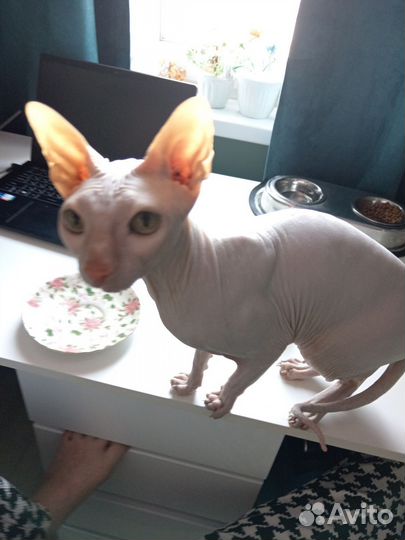 Кот сфинкс