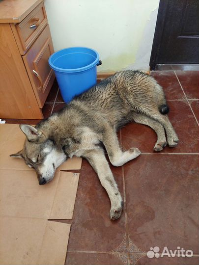 Хаски кобель