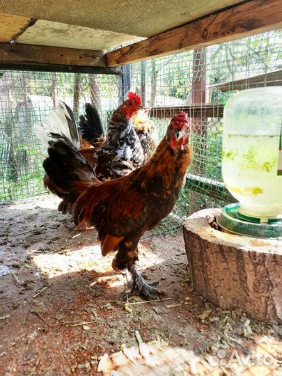 Петух бентаики лохмоногие