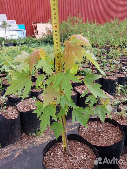 Клен канадский / сахарный