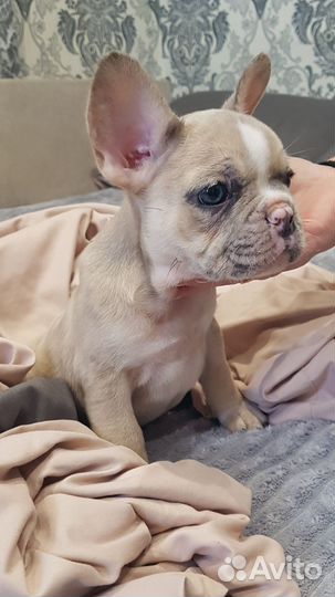 Щенки Французкого бульдога
