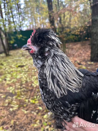 Петухи молодые