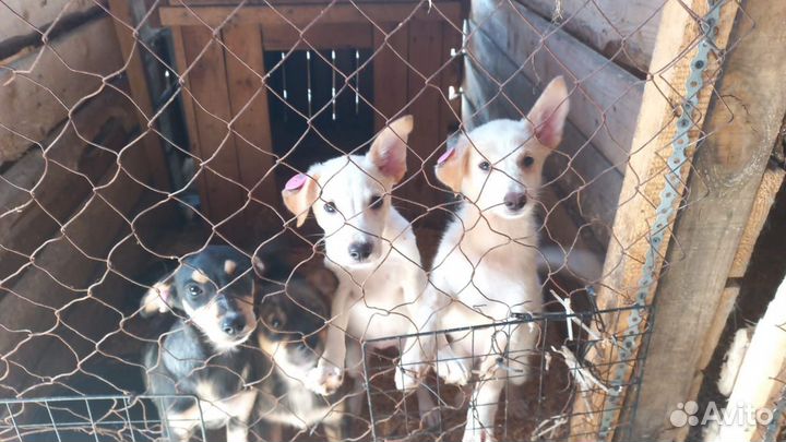 Щенки на охрану