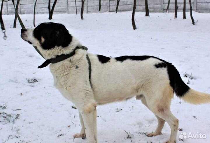 Оуэн ищет семью