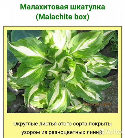 Хоста малахитовая шкатулка