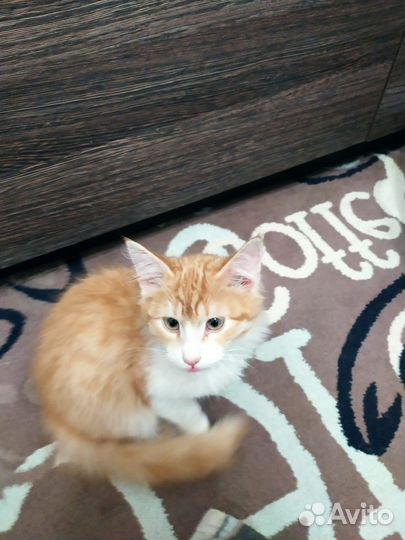 Котята Лисенок и Китти ищут дом