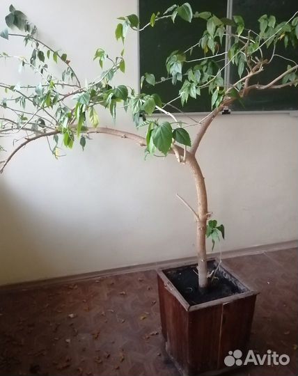 Гибискус и березки декоративные