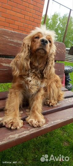 Кокер спаниель