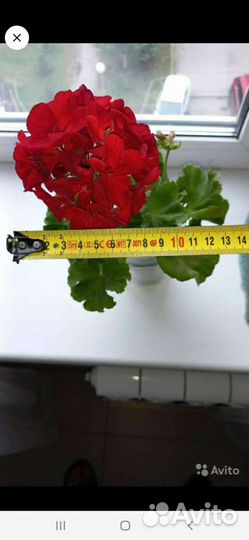 Герань пеларгония