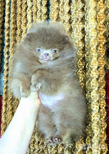 Лиловый мини малыш