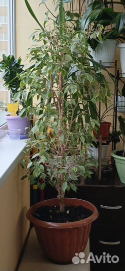 Фикус Бенджамина Голден Кинг