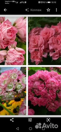 Пеларгония тюльпановидная