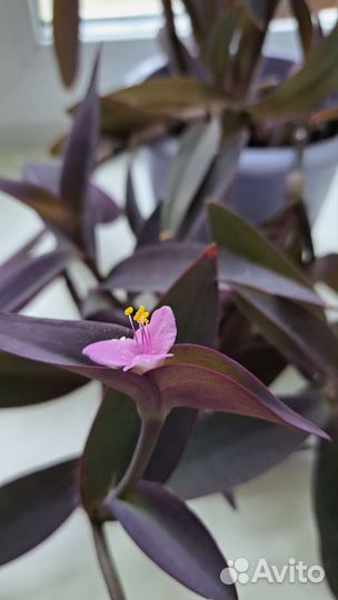 Сеткреазия пурпурная