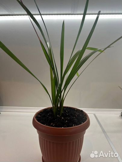 Пальма домашняя