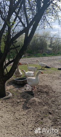 Инкубационное яйцо гусей