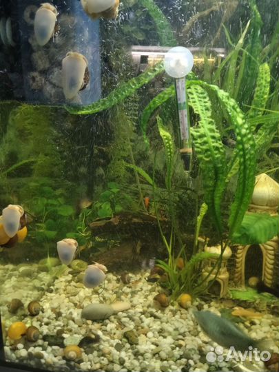 Улитки ампулярии