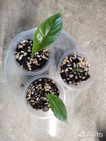 Алоказия Синуата, Принцепс (бульбы)