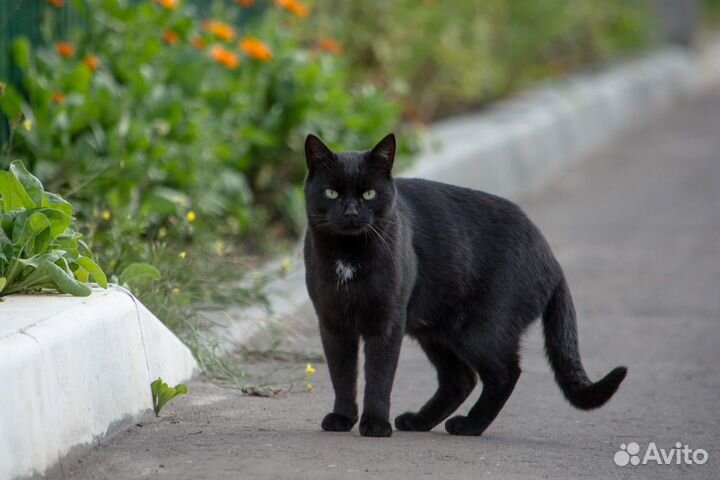 Кот Тишка ищет дом