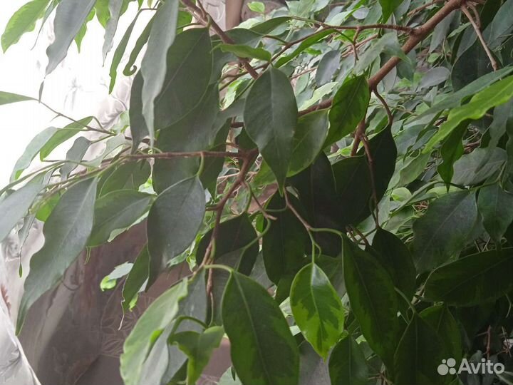Фикус бенджамина большой