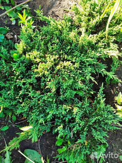 Можжевельник горизонтальный