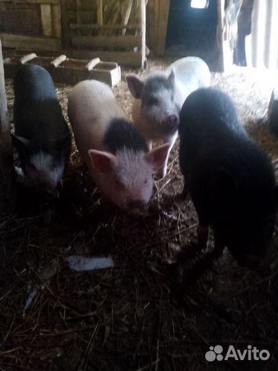 Вьетнамских порос